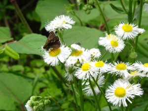 Dsc009541